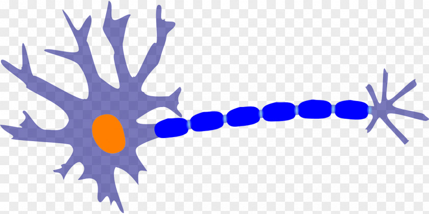 Nerve Neuron Nervous System Cell Clip Art PNG