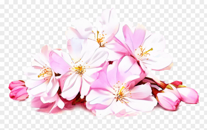 Perennial Plant Wildflower Cherry Blossom Background PNG