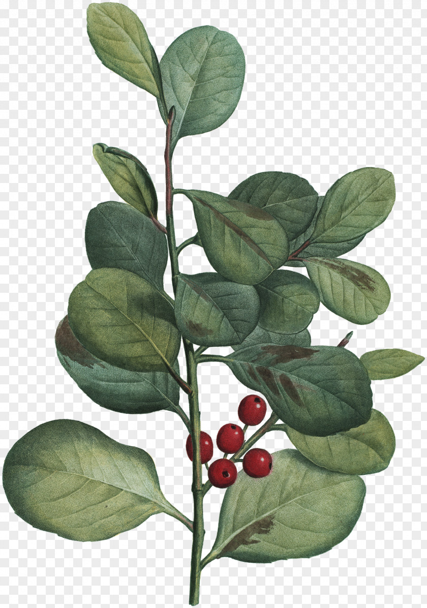Plant Botany Leaf Child PNG