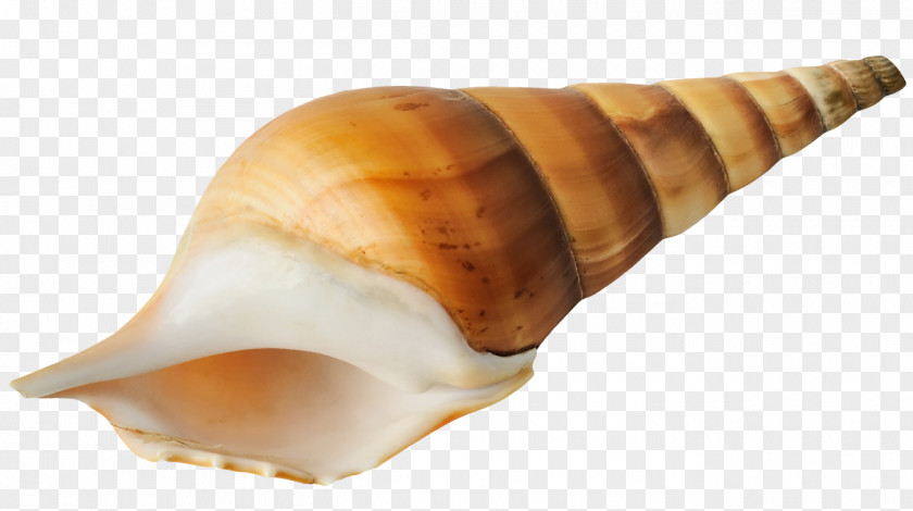 Conch Seashell Sea Snail PNG