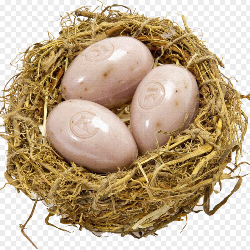 Nest Bird Egg Clip Art PNG