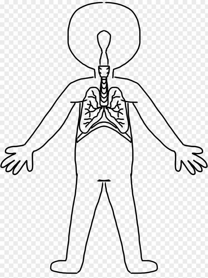 Shoulder Clipart Human Body Drawing Circulatory System Clip Art PNG
