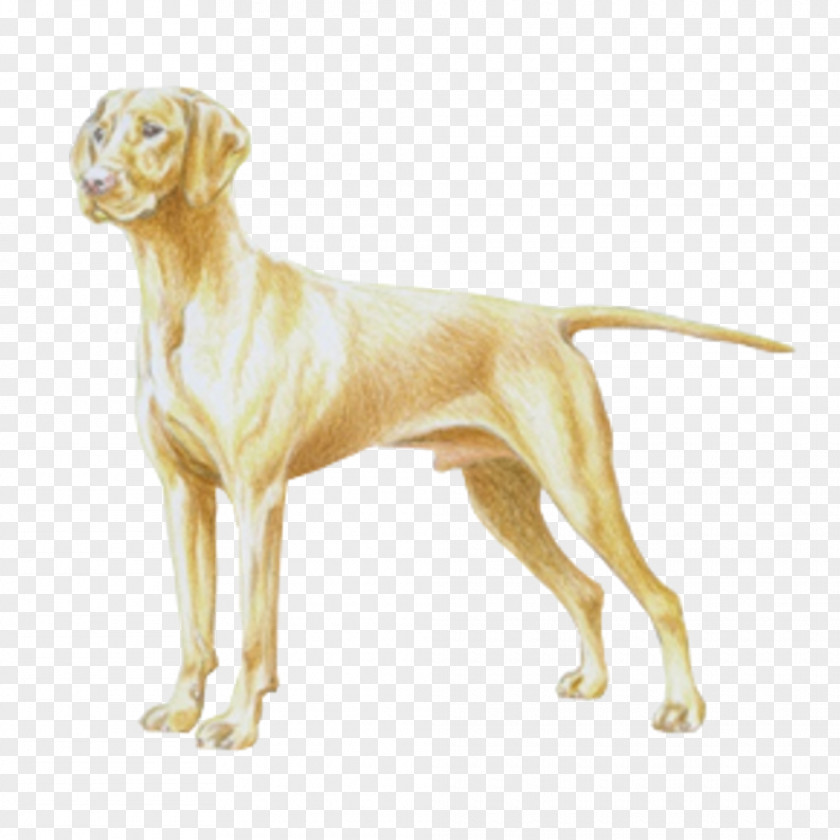 Vizsla Weimaraner German Shorthaired Pointer Dog Breed PNG