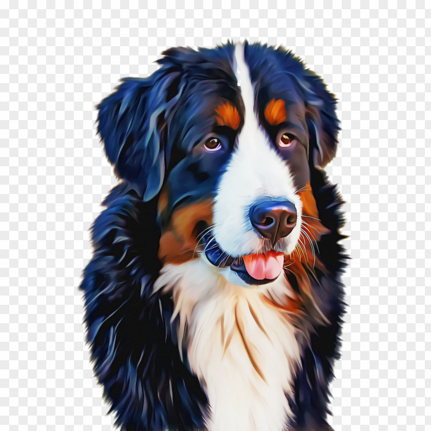 Border Collie Rare Breed Dog And Cat PNG
