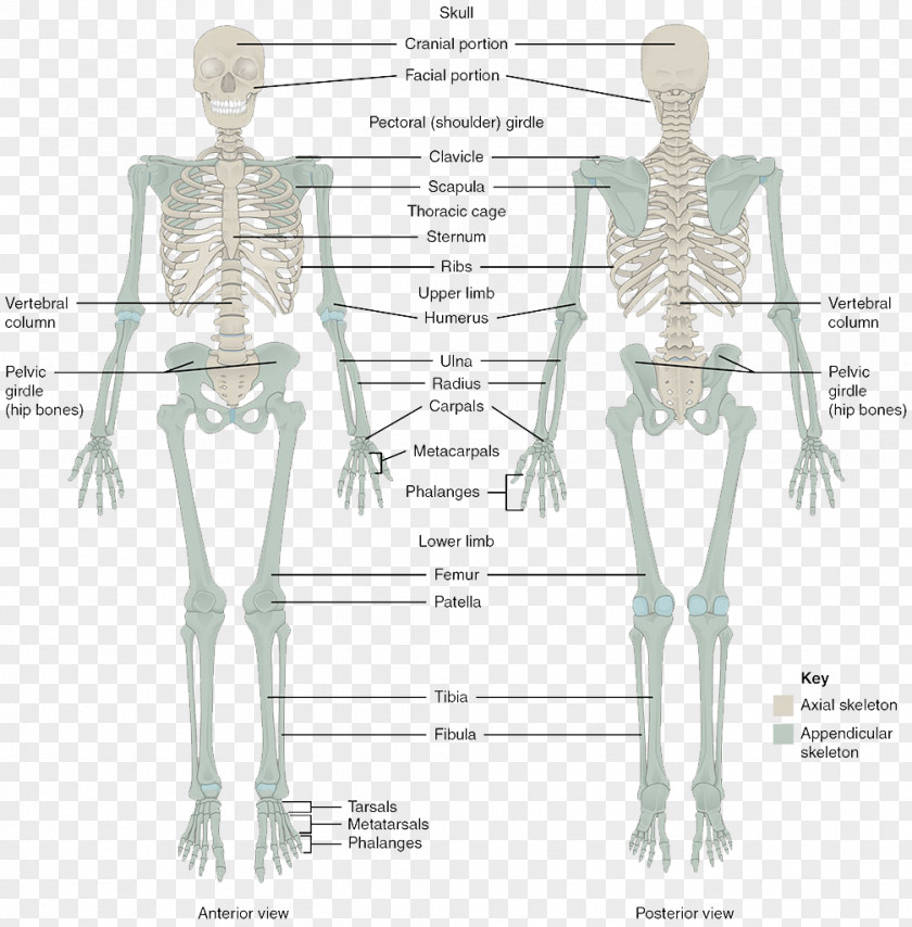 Column The Skeletal System Human Skeleton Body Bone Anatomy PNG