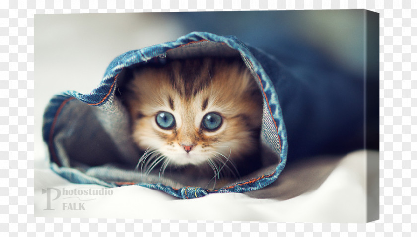Cute Cat Kitten Desktop Wallpaper Dog Pet PNG