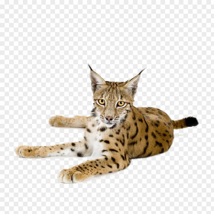 Elegant Leopard Eurasian Lynx Canada Felidae Download PNG