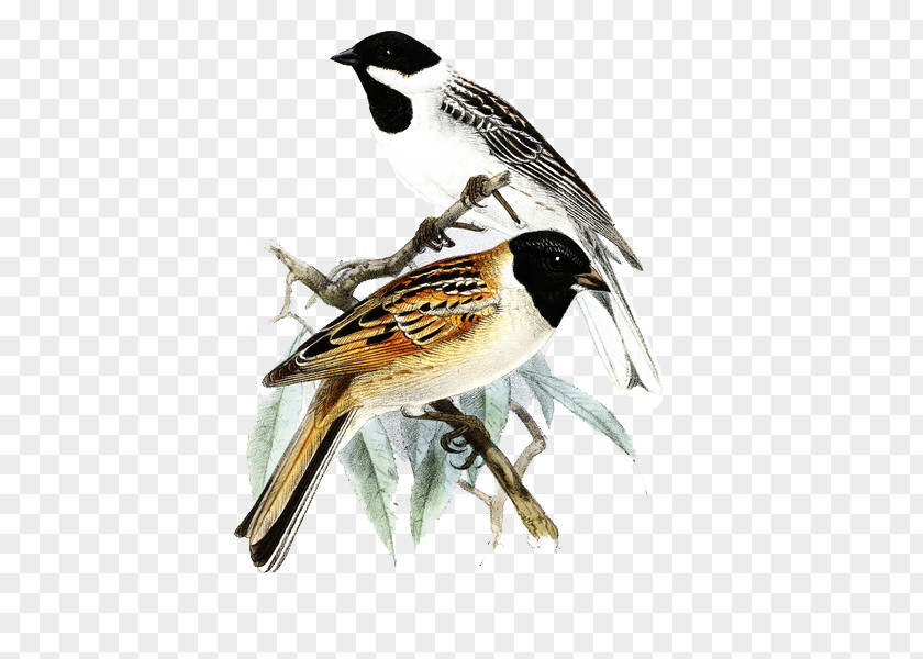 Hand-painted Decorative Painting Sparrow Japanese Reed Bunting Common Finch PNG