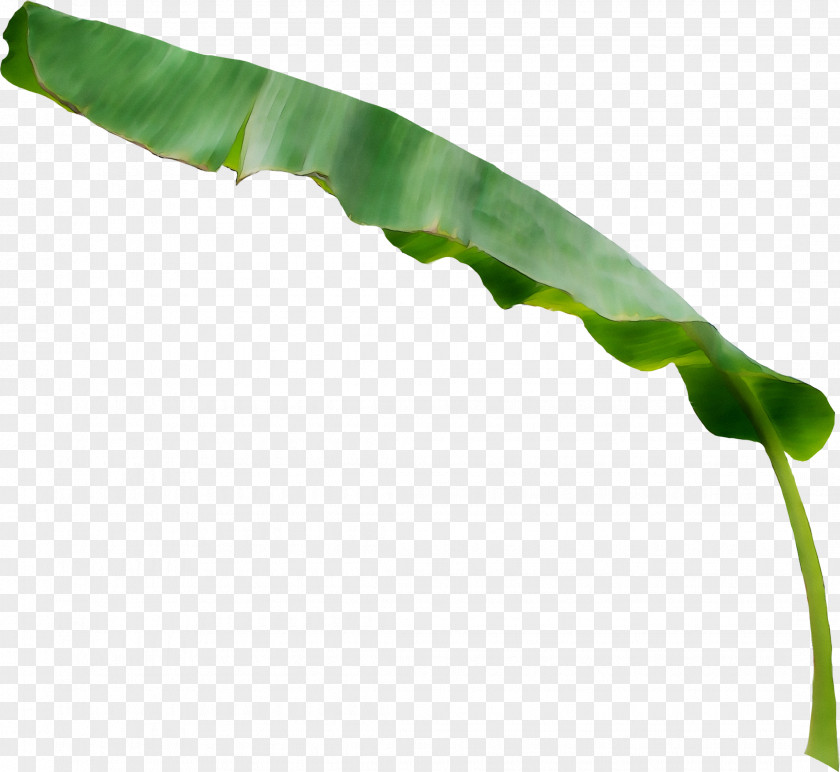 Leaf Caterpillar Inc. Plant Stem PNG