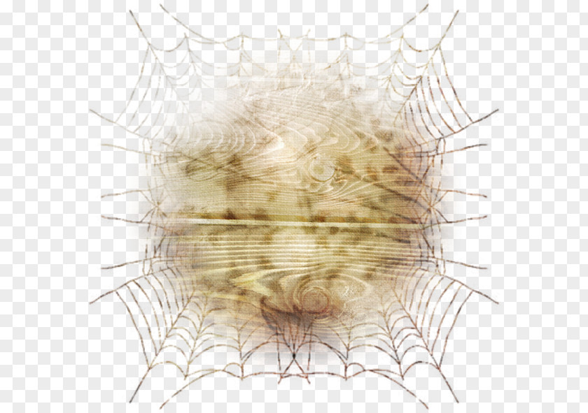 Line Invertebrate Symmetry Jaw Pattern PNG