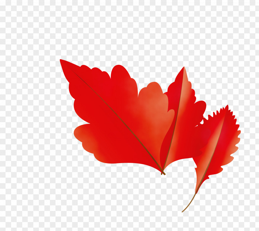 Maple Leaf PNG