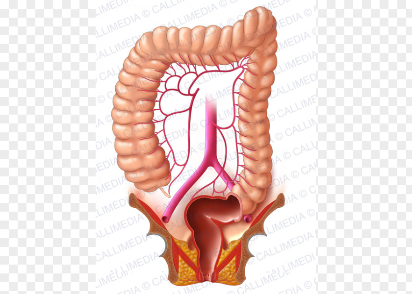 Plexus Human Digestive System Lymphatic Sigmoid Colon Large Intestine Digestion PNG