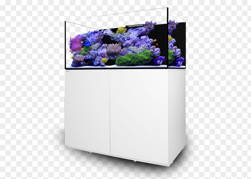 Reef Aquarium Sea Life Centres Hobby Glass PNG