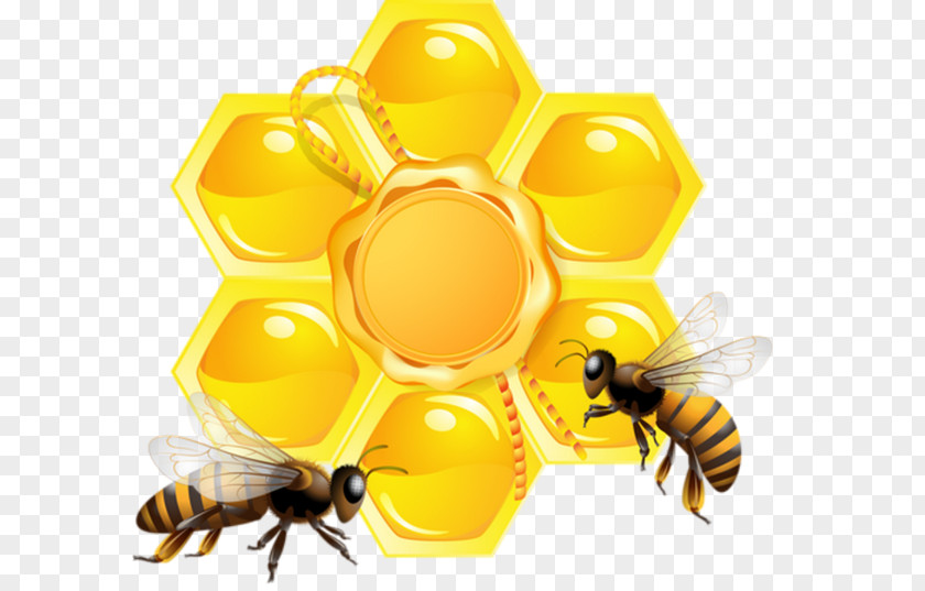 Bee Honeycomb PNG