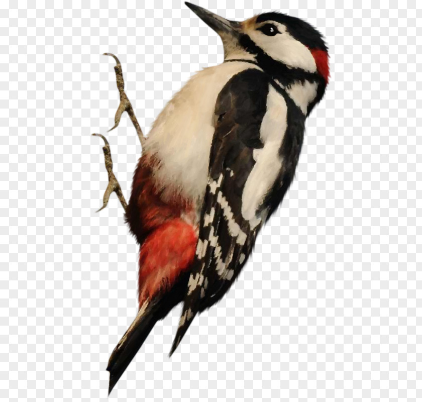 Bird Woody Woodpecker Image PNG