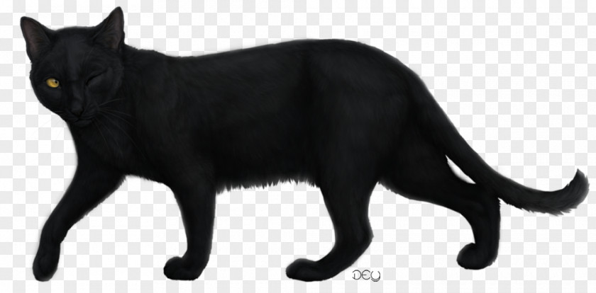 Dog Black Cat Bombay Korat Drawing PNG