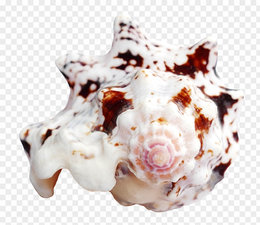 Ocean Sea Shell Icon PNG