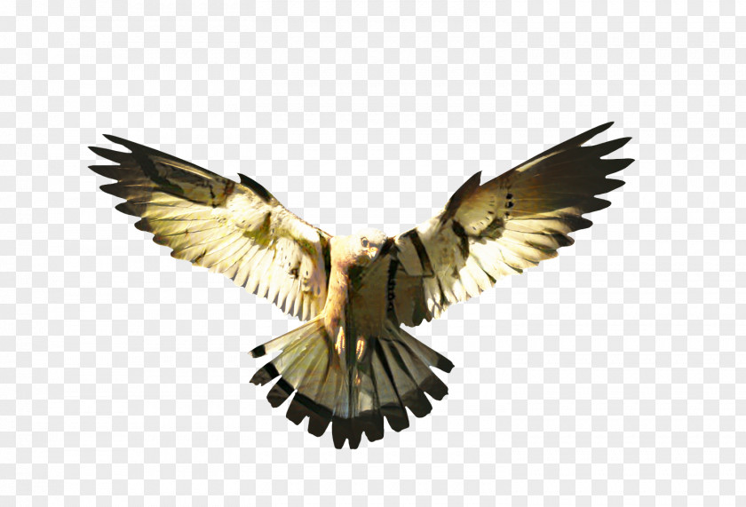 Peregrine Falcon Harrier Eagle Cartoon PNG