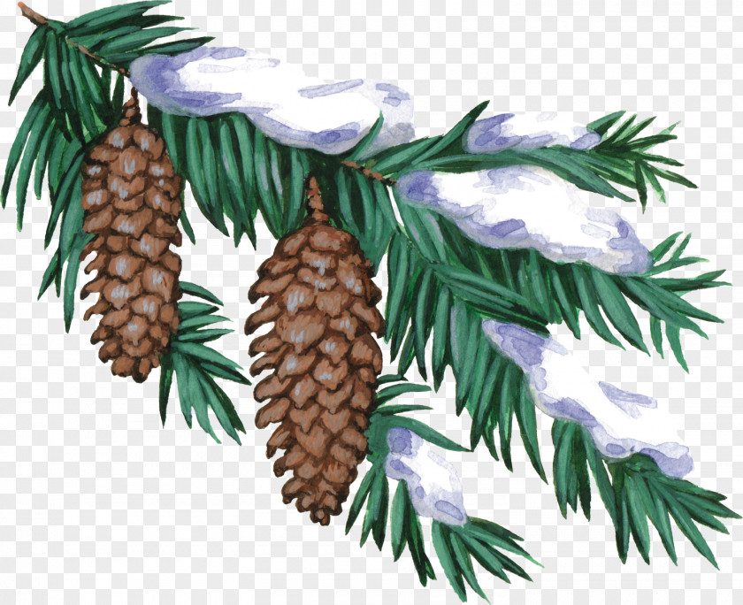 Pine Cone Christmas Winter New Year Tree Albom Clip Art PNG