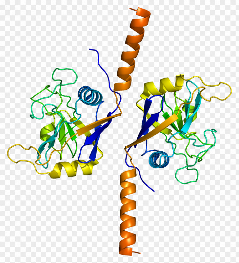 PPIL2 BRCA1 Gene Ubiquitin Ligase Cyclophilin PNG