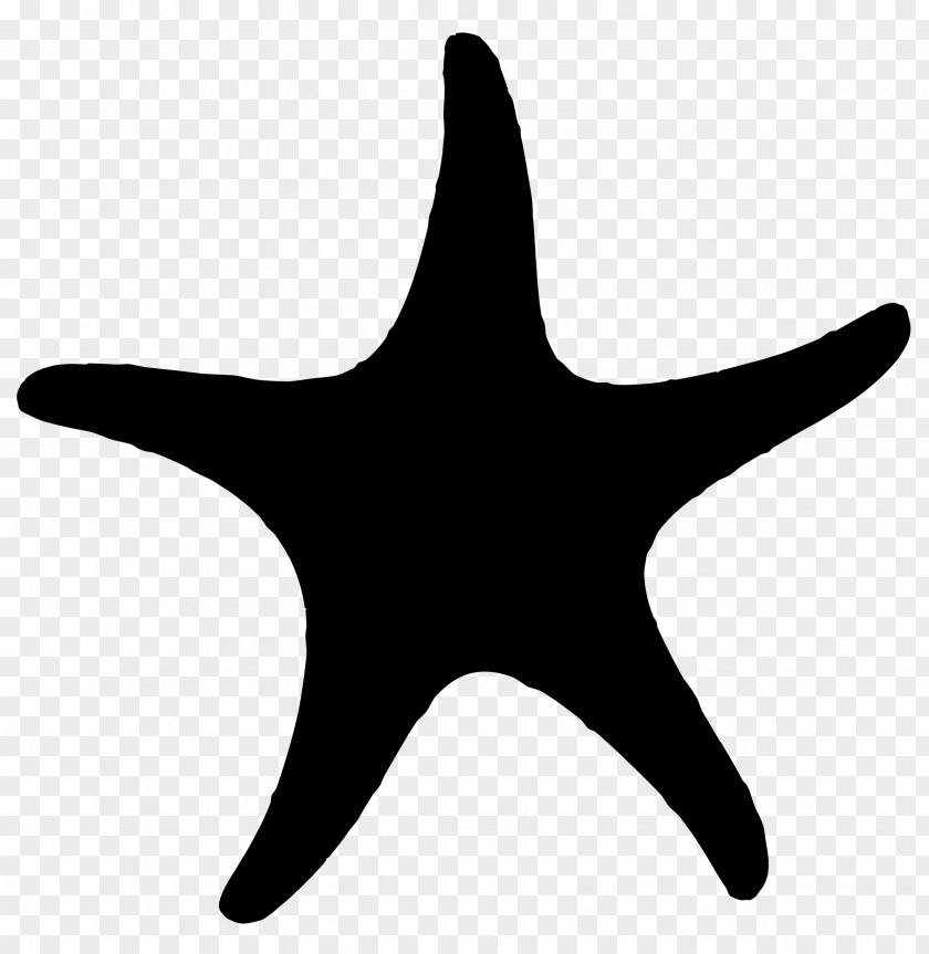 Starfish Echinoderm Line Point Clip Art PNG