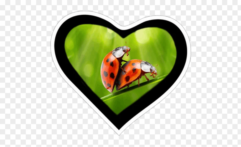 Valentines Day Valentine's Vinegar Ladybird Beetle Greeting & Note Cards PNG
