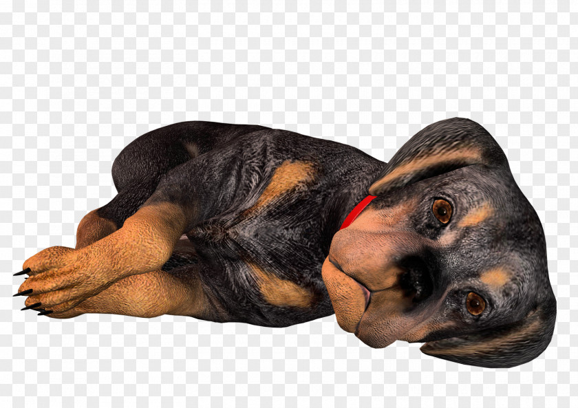 3d Dog Black And Tan Coonhound Polish Hunting Bloodhound Rottweiler Puppy PNG