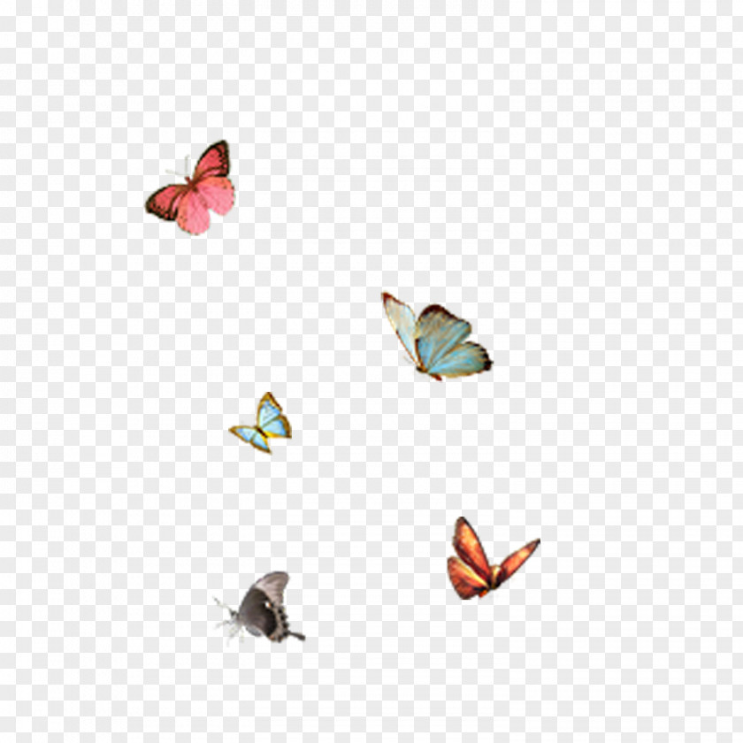 Butterfly Bird Icon PNG