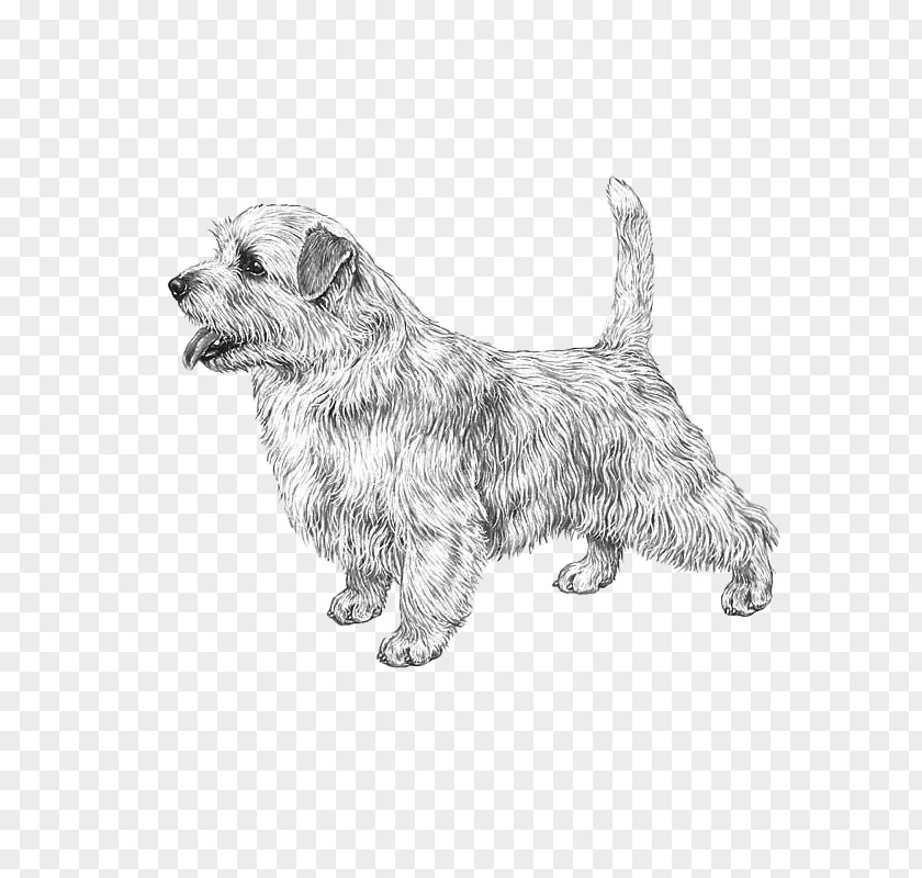 Glen Cairn Terrier Norfolk Dog Breed Rare (dog) PNG
