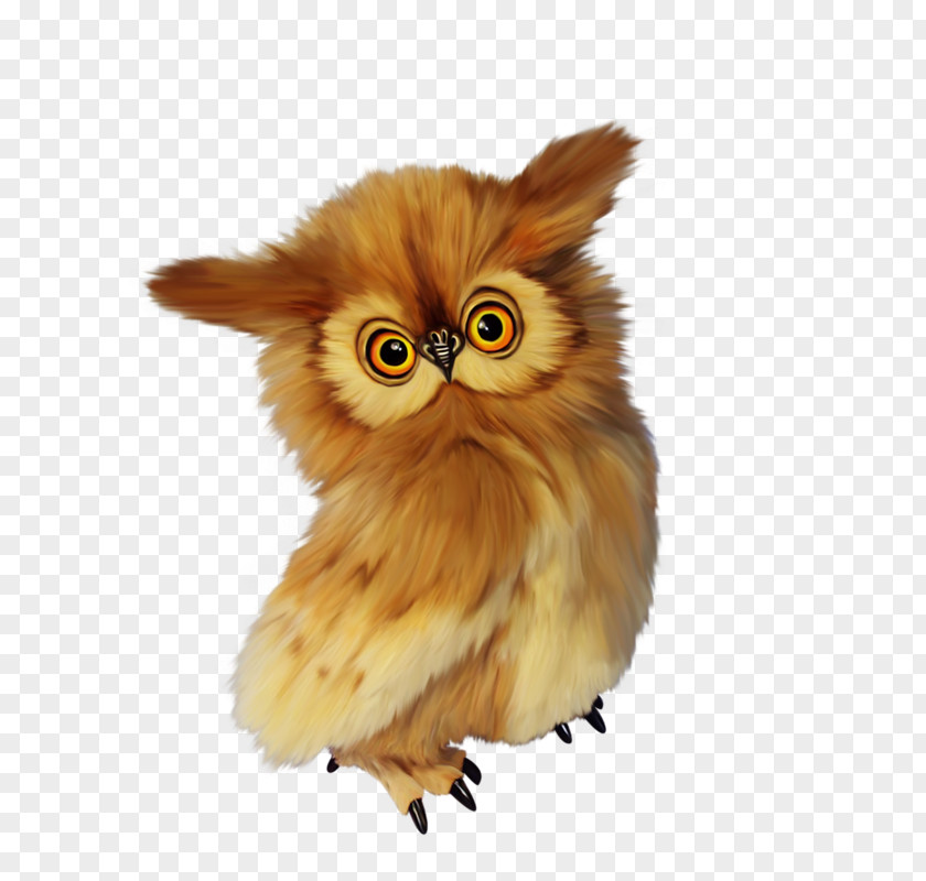 Owl Bird Google Images PNG