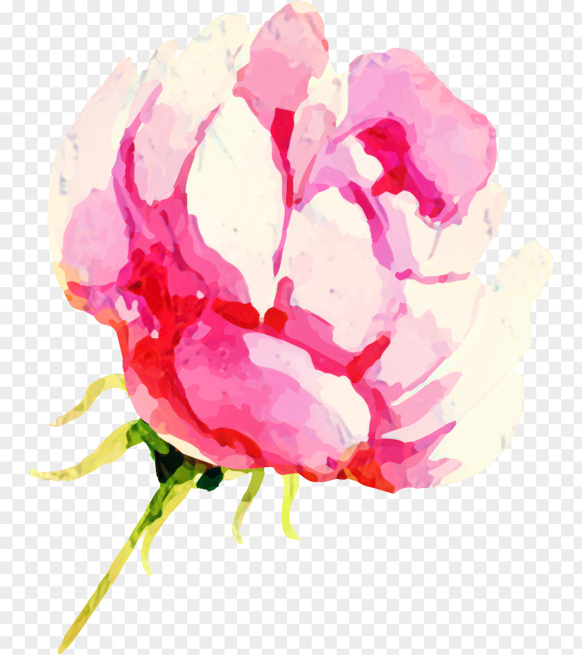 Cabbage Rose Garden Roses Peony Floral Design Cut Flowers PNG