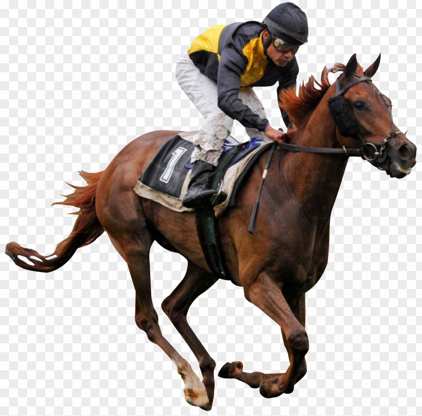 Horse Ride Thoroughbred Racing Jockey PNG