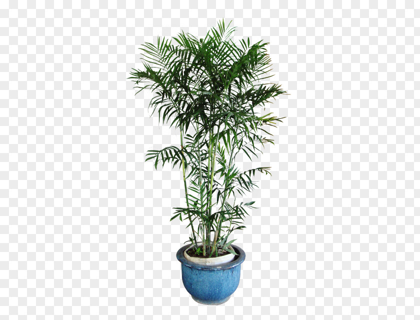 Plant Chamaedorea Seifrizii Arecaceae Areca Palm Houseplant PNG