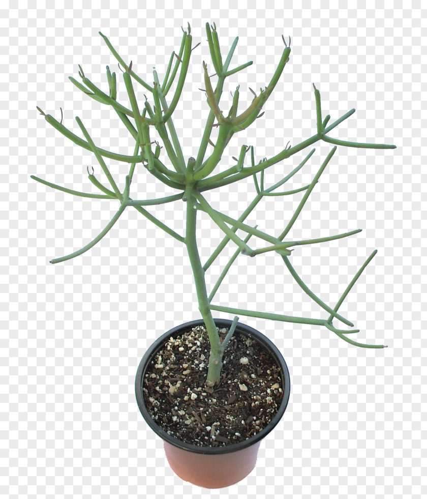 Plant Euphorbia Tirucalli Succulent Houseplant Tree PNG