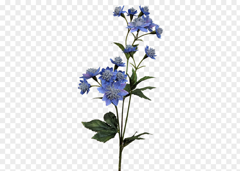 Masterwort Larkspur Borages Cut Flowers Plant Stem PNG