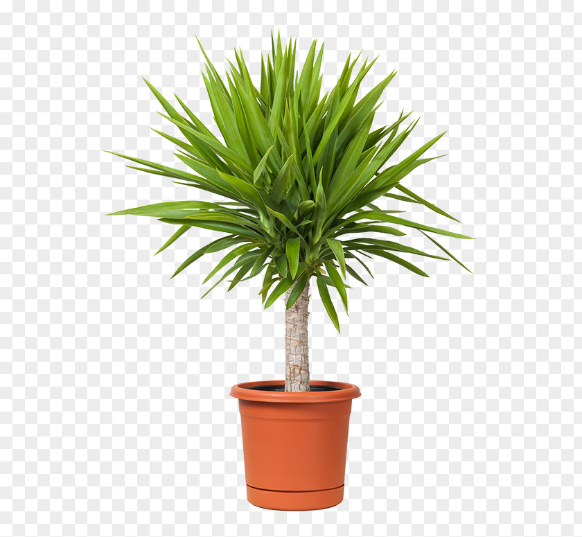 Plant Spineless Yucca Houseplant Flowerpot Container Garden PNG