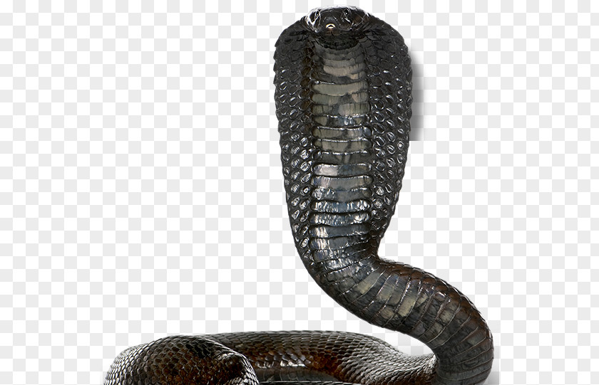 Snake Venomous Egyptian Cobra King PNG