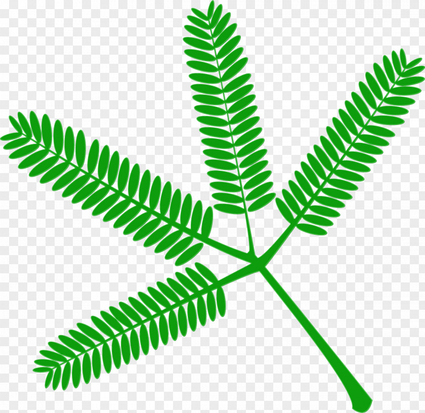 Terrestrial Plant Flower Green Leaf Vascular Tree PNG
