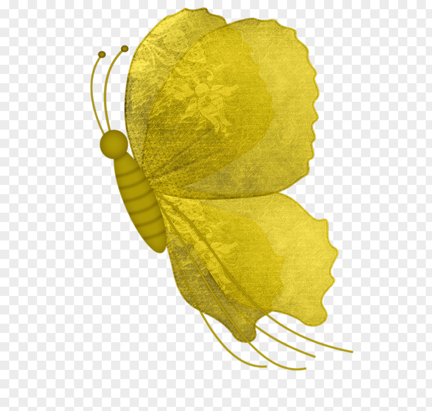 Butterfly Petal Pollinator Leaf Fruit PNG