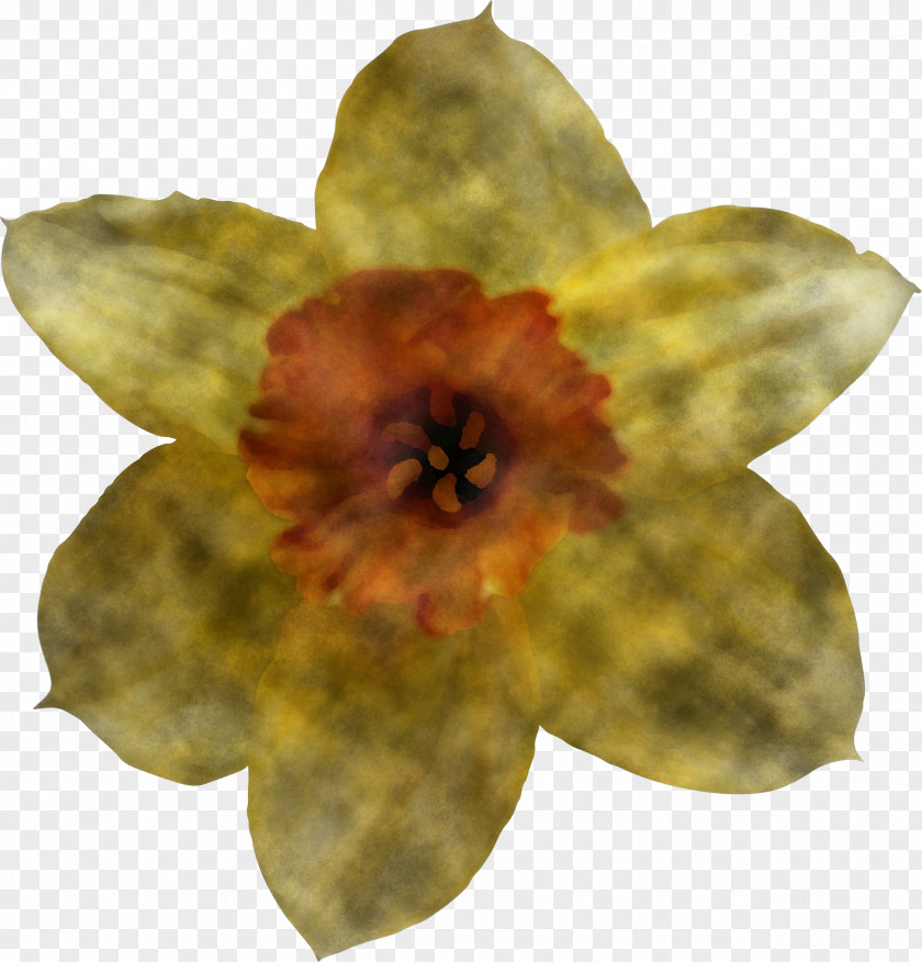 Flower Yellow Petal Plant Narcissus PNG