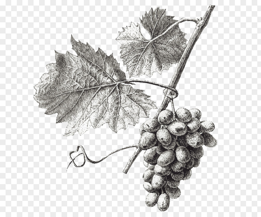 Grape Wine Common Vine Leaves Illustration PNG