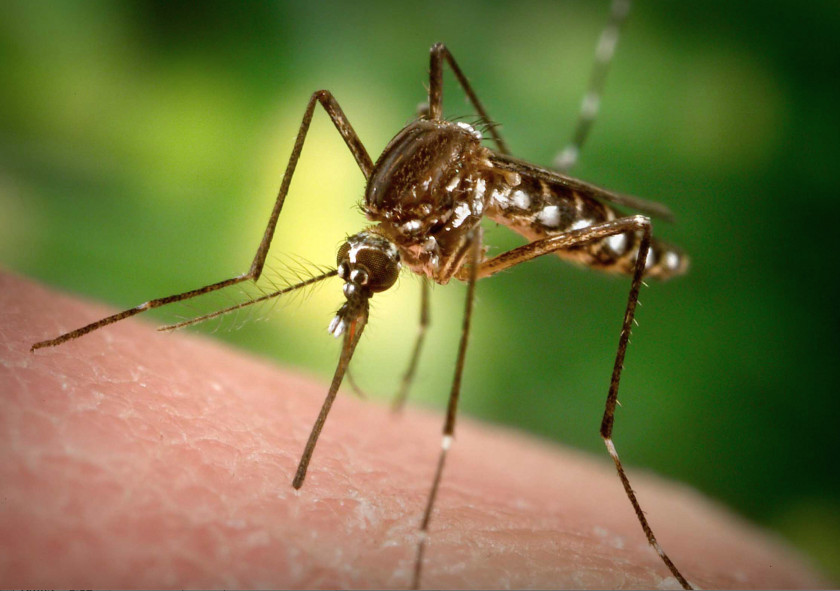 Mosquito Marsh Mosquitoes Control Zika Virus West Nile Fever Proboscis PNG