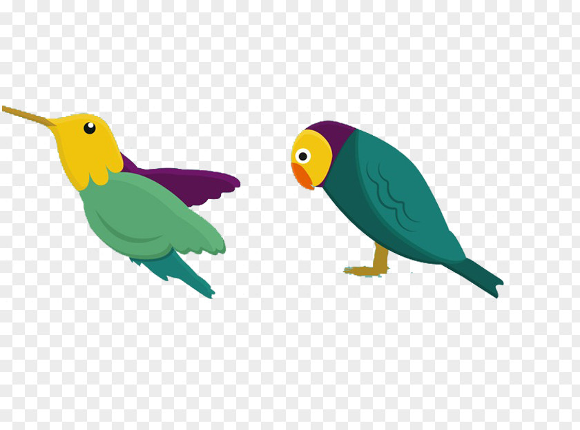 Parrot Bird Drawing PNG