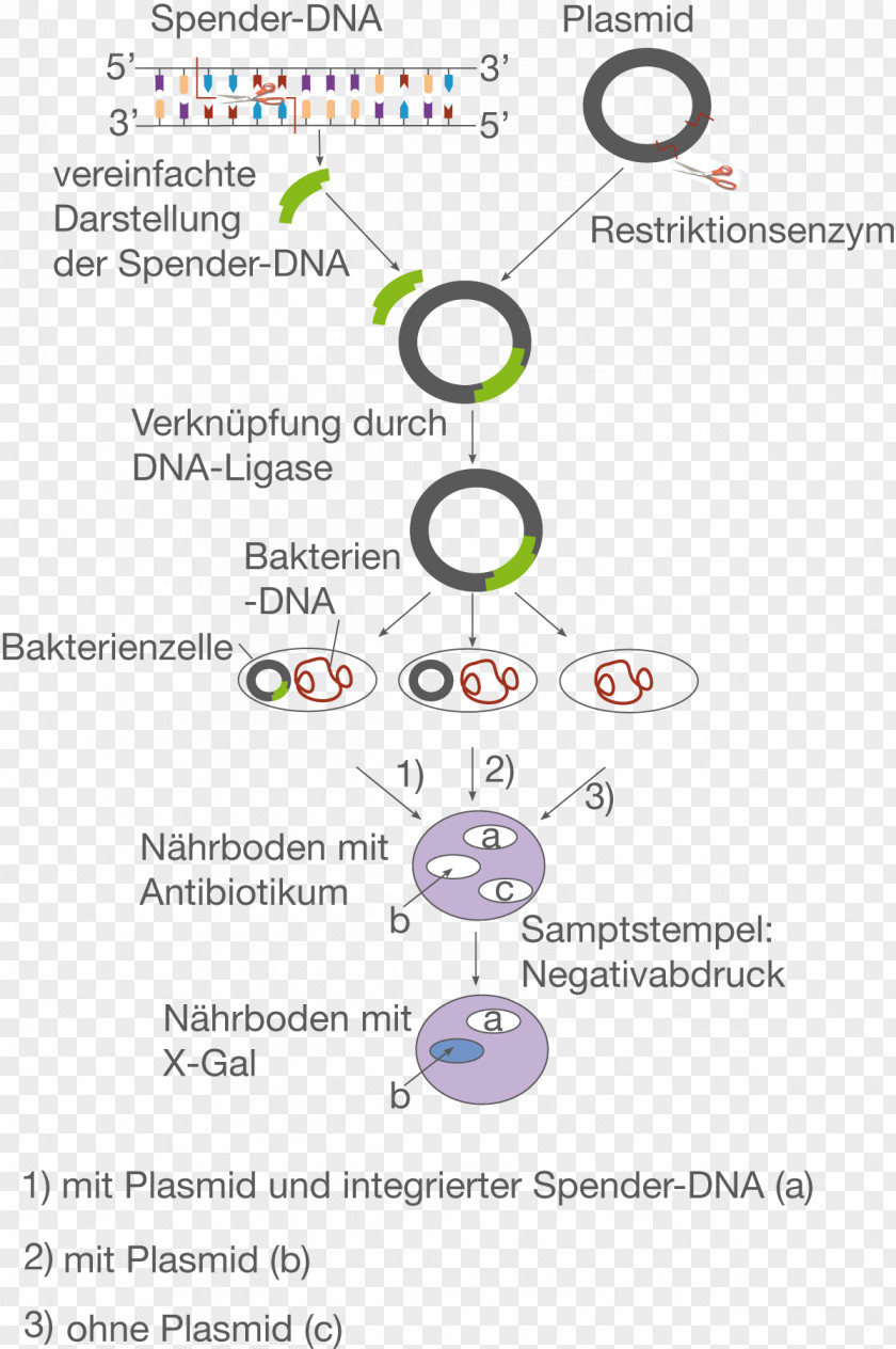 Plasmid Molecular Cloning Restriction Enzyme E. Coli Genetic Engineering PNG