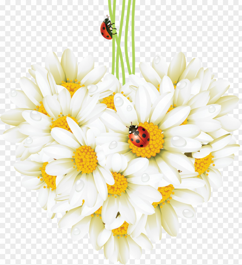 Chamomile Beetle Ladybird Common Daisy Desktop Wallpaper PNG