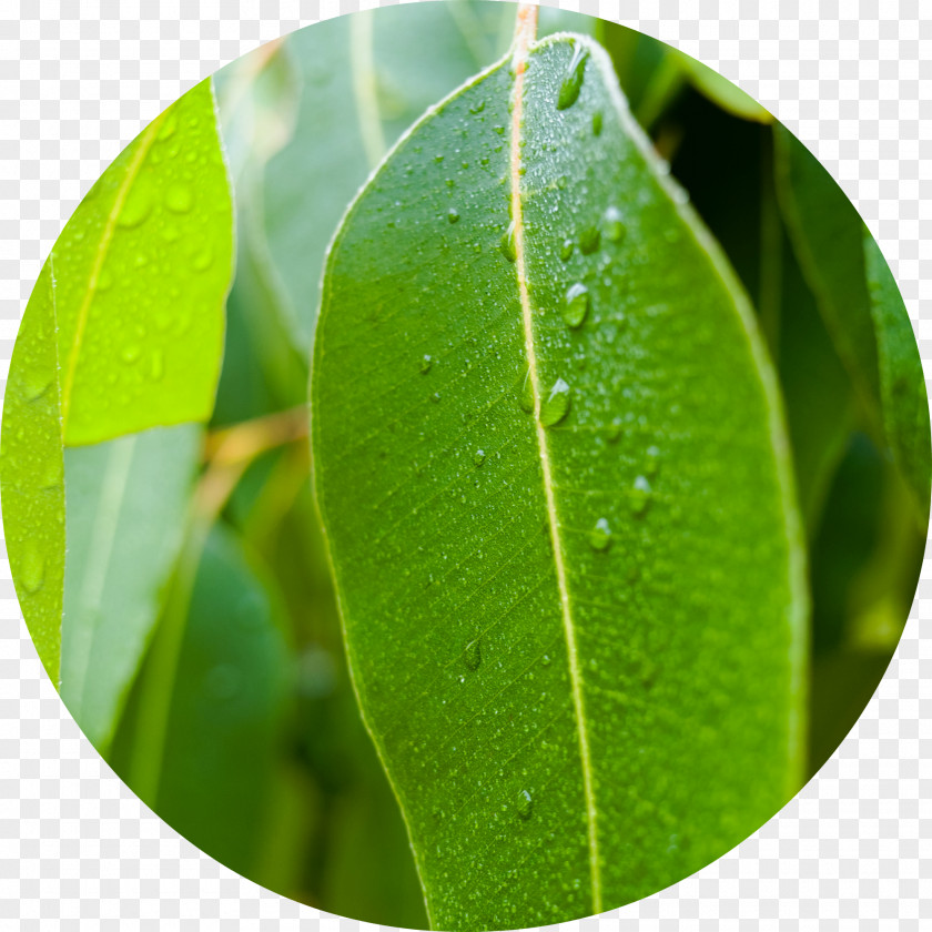 Eucalyptus Globulus Leaf Stock Photography Natural Gum Essential Oil PNG