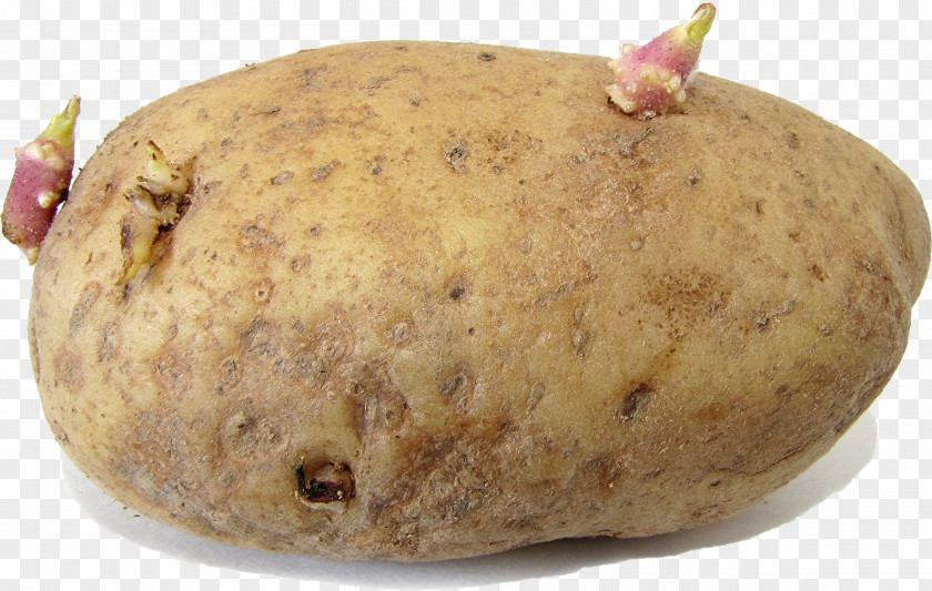 Potato Russet Burbank Pests Sprouting Sweet Nightshade PNG