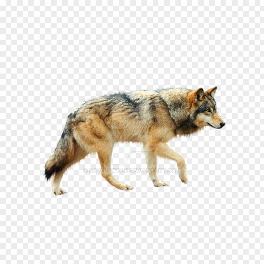 Wolf Dog Coyote Mexican Tundra Red PNG