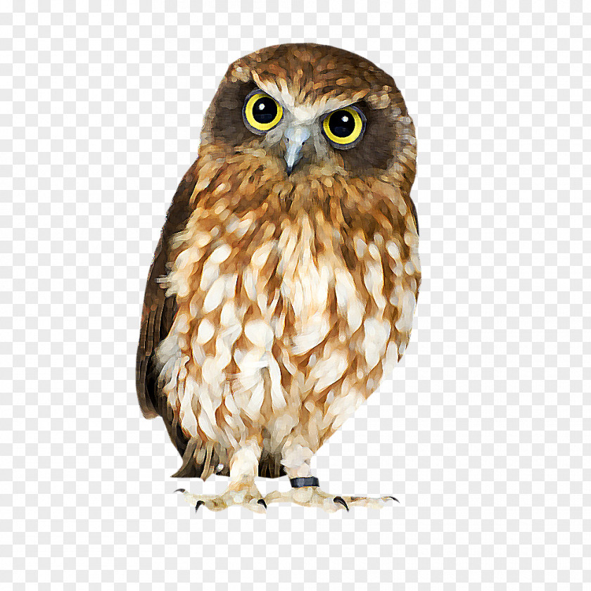 Animal Owl Barn Bird Clip Art PNG
