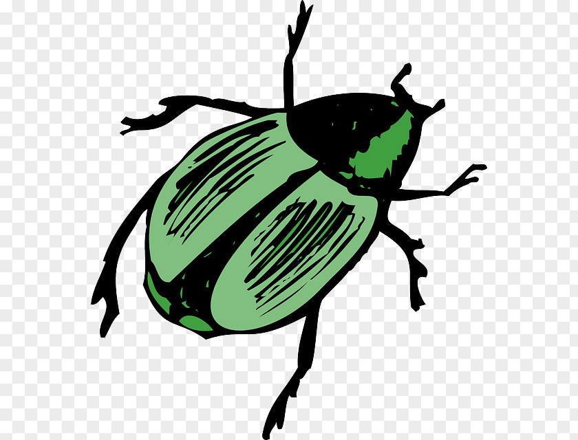 Beetle Striped Cucumber Clip Art PNG